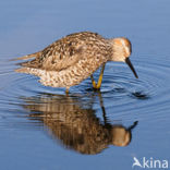 Steltstrandloper (Calidris himantopus)