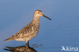 Steltstrandloper (Calidris himantopus)