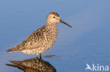 Stilt Sandpiper (Calidris himantopus)