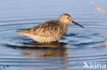 Stilt Sandpiper (Calidris himantopus)