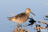 Steltstrandloper (Calidris himantopus)