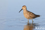 Steltstrandloper (Calidris himantopus)