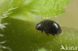 Stethorus punctillum