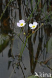 Lesser Waterplantain (Echinodorus ranunculoides)