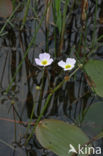 Lesser Waterplantain (Echinodorus ranunculoides)