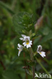 Stijve ogentroost (Euphrasia stricta) 