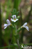 Stijve ogentroost (Euphrasia stricta) 