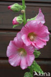 Stokroos (Alcea rosea)