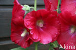 Stokroos (Alcea rosea)