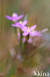 Seaside Centaury (Centaurium littorale)