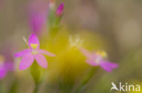 Seaside Centaury (Centaurium littorale)