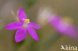 Seaside Centaury (Centaurium littorale)