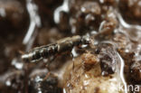 Tachyusa coarctata