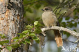 Siberian Jay (Perisoreus infaustus)