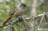 Siberian Jay (Perisoreus infaustus)