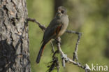 Siberian Jay (Perisoreus infaustus)