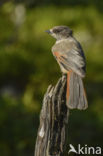 Siberian Jay (Perisoreus infaustus)