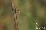 Tengere pantserjuffer (Lestes virens) 