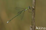 Tengere pantserjuffer (Lestes virens) 