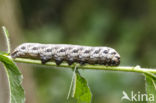 Teunisbloempijlstaart (Proserpinus proserpina)