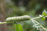 Teunisbloempijlstaart (Proserpinus proserpina)