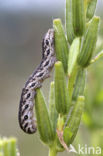 Teunisbloempijlstaart (Proserpinus proserpina)