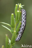 Teunisbloempijlstaart (Proserpinus proserpina)