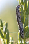 Teunisbloempijlstaart (Proserpinus proserpina)