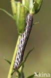 Teunisbloempijlstaart (Proserpinus proserpina)