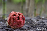 Traliestinkzwam (Clathrus ruber)