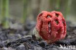 Traliestinkzwam (Clathrus ruber)