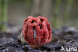 Traliestinkzwam (Clathrus ruber)