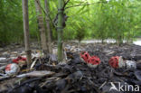 Traliestinkzwam (Clathrus ruber)