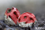 Traliestinkzwam (Clathrus ruber)