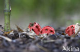 Traliestinkzwam (Clathrus ruber)