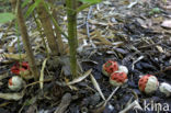 Traliestinkzwam (Clathrus ruber)