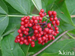 scarlet elderberry (Sambucus racemosa)