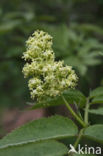 scarlet elderberry (Sambucus racemosa)