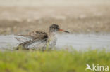 Common Redshank (Tringa totanus)