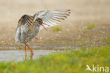 Common Redshank (Tringa totanus)