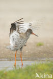 Common Redshank (Tringa totanus)