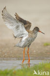 Common Redshank (Tringa totanus)