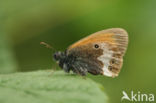 Pearly Heath (Coenonympha arcania)