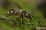 Potter Wasp (Eumenes pedunculatus)