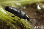 Gymnusa brevicollis