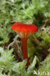 Waxcap (Hygrocybe coccineocrenata)