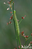 Veldrus (Juncus acutiflorus)