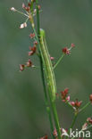 Sharp-flowered Rush (Juncus acutiflorus)