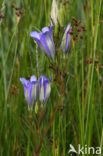 Veldrus (Juncus acutiflorus)