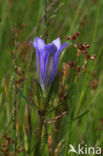 Sharp-flowered Rush (Juncus acutiflorus)